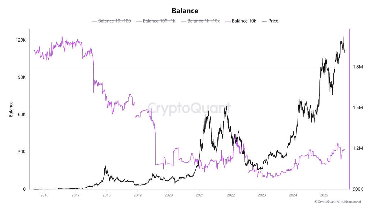 Power Shift: Mid-Sized Whales Take the Helm of the Bitcoin Market |  CryptoQuant