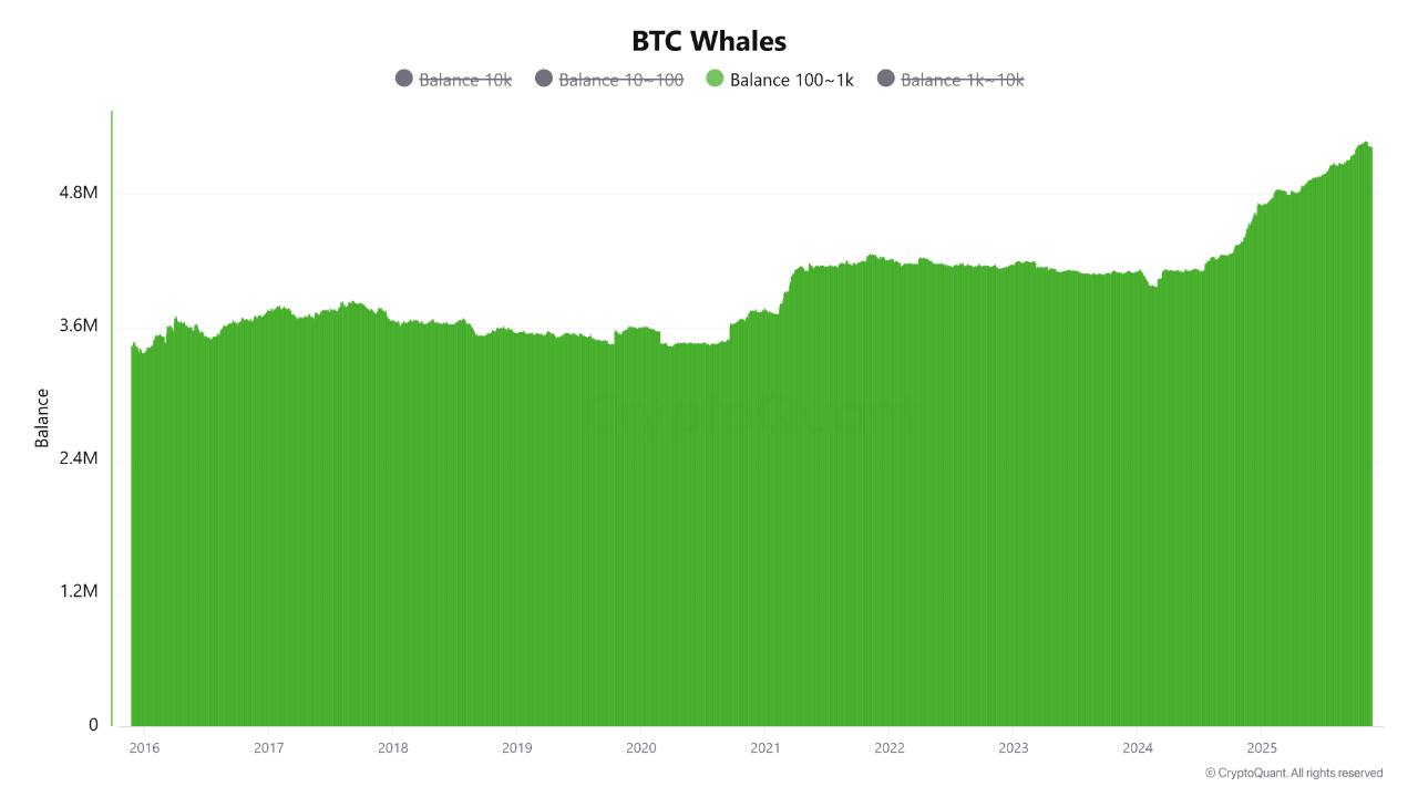 Bitcoin Whale Holdings Reach a New All-Time High | CryptoQuant