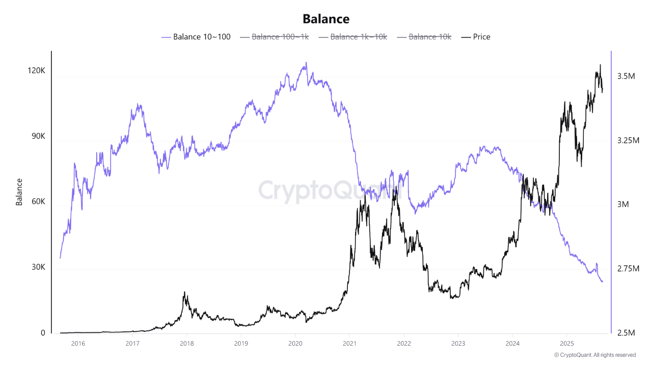 Power Shift: Mid-Sized Whales Take the Helm of the Bitcoin Market | 크립토퀀트