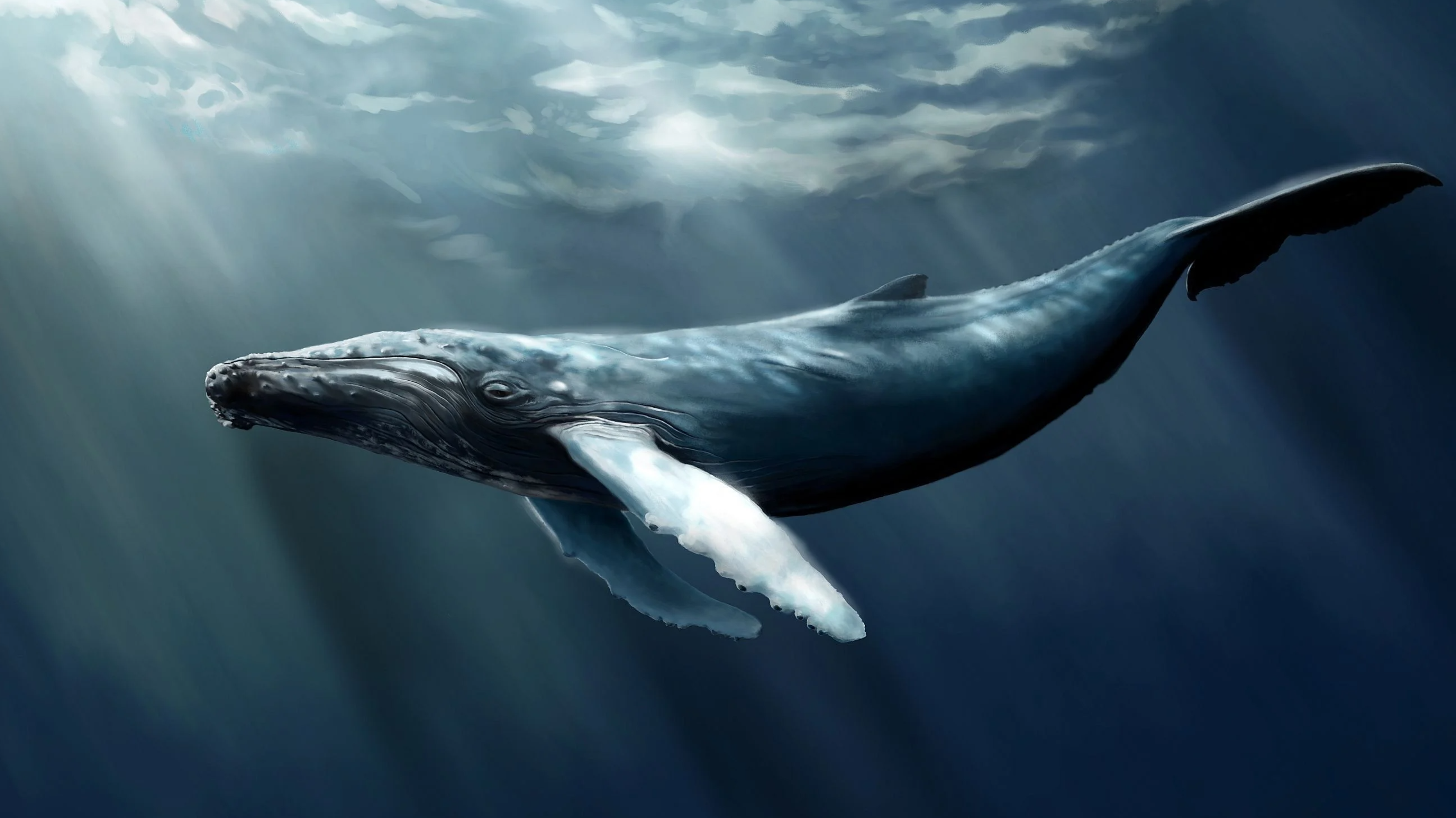 Whales | 크립토퀀트